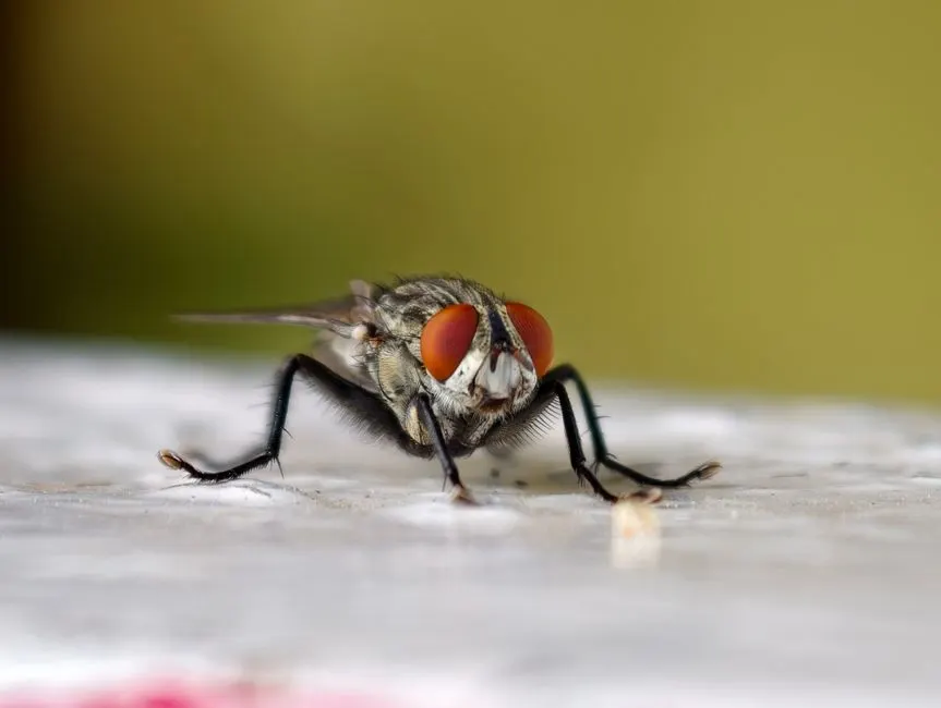Residential Pest Control