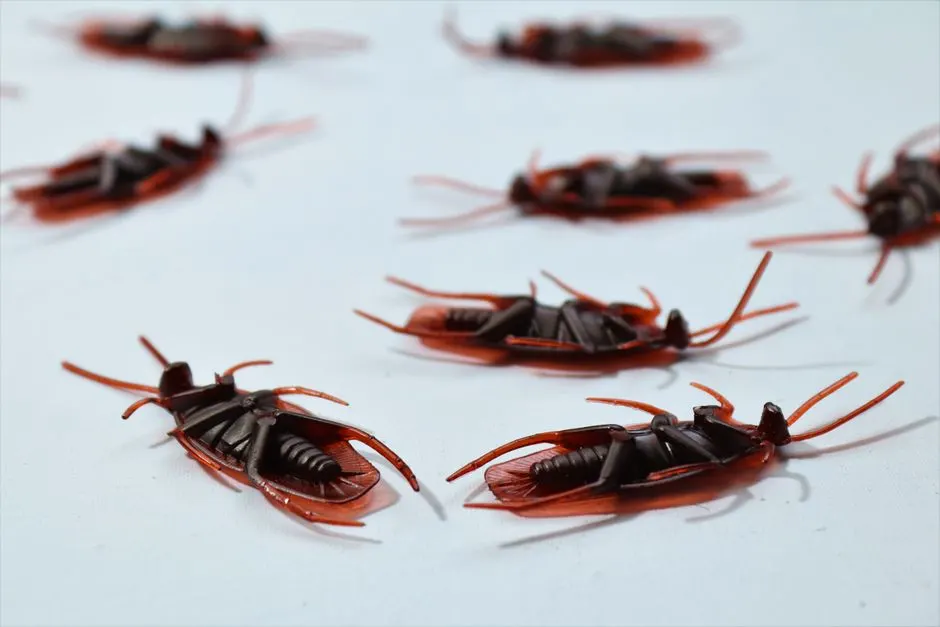 Commercial Pest Control