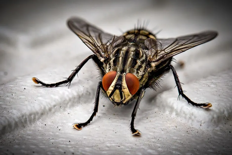 Fewer Pests, Clearer Answers