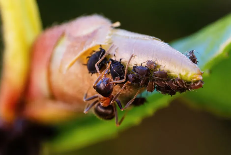 Macro photography of ants working on a plant bud, showcasing teamwork and nature's intricacy.