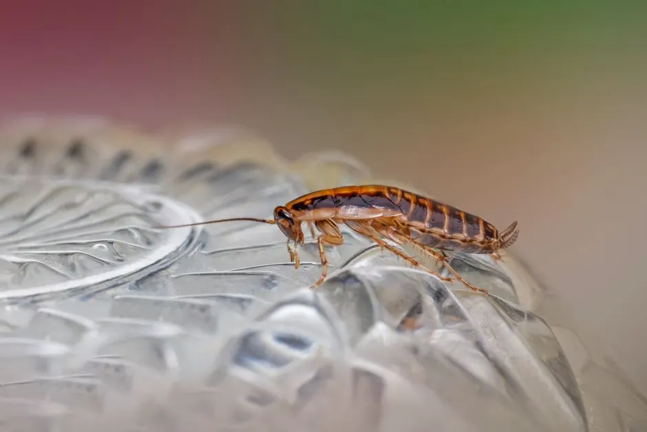 Commercial Pest Control